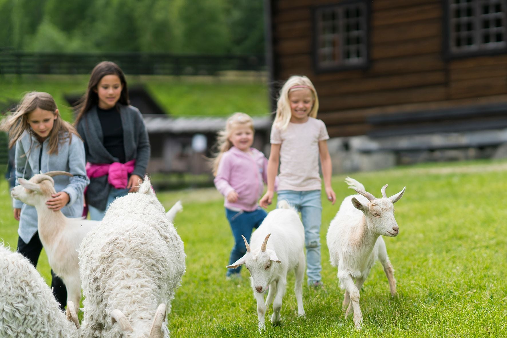 Barn som ser p&aring; geitene p&aring; g&aring;rdsbes&oslash;k